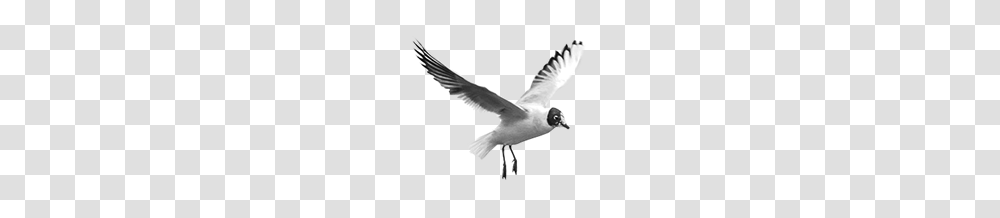 Birds, Animals, Flying, Seagull, Beak Transparent Png