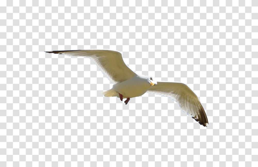Birds, Animals, Flying, Seagull, Beak Transparent Png