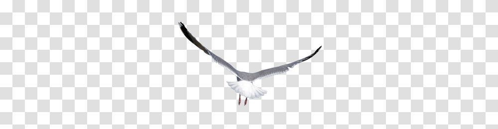 Birds, Animals, Flying, Seagull, Waterfowl Transparent Png