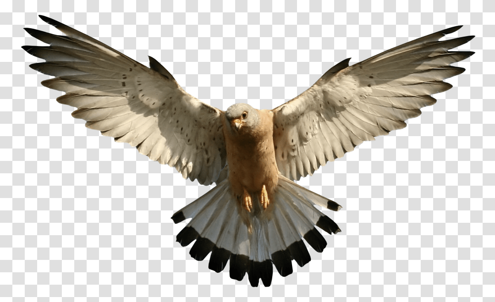 Birds, Animals, Hawk, Buzzard, Dove Transparent Png
