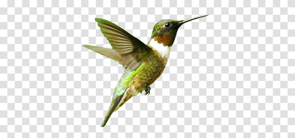 Birds, Animals, Hummingbird, Beak, Bee Eater Transparent Png