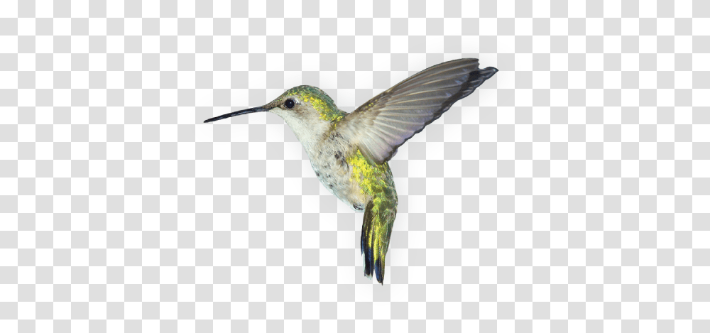 Birds, Animals, Hummingbird, Beak Transparent Png