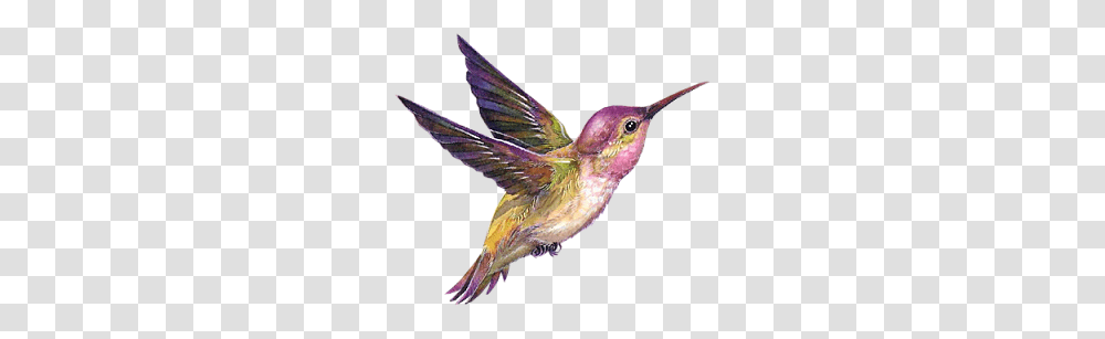 Birds, Animals, Hummingbird Transparent Png