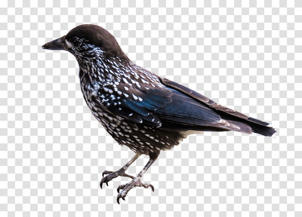 Birds, Animals, Jay, Beak, Blue Jay Transparent Png