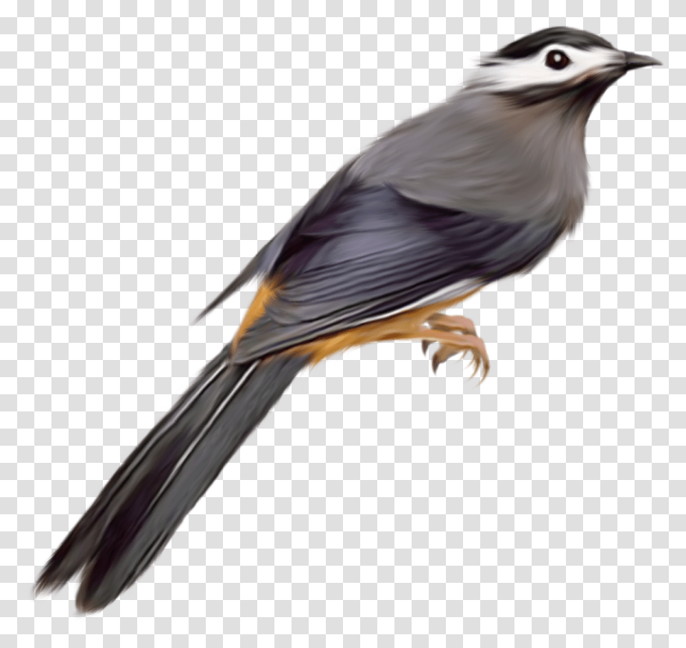 Birds, Animals, Jay, Blue Jay, Kite Bird Transparent Png