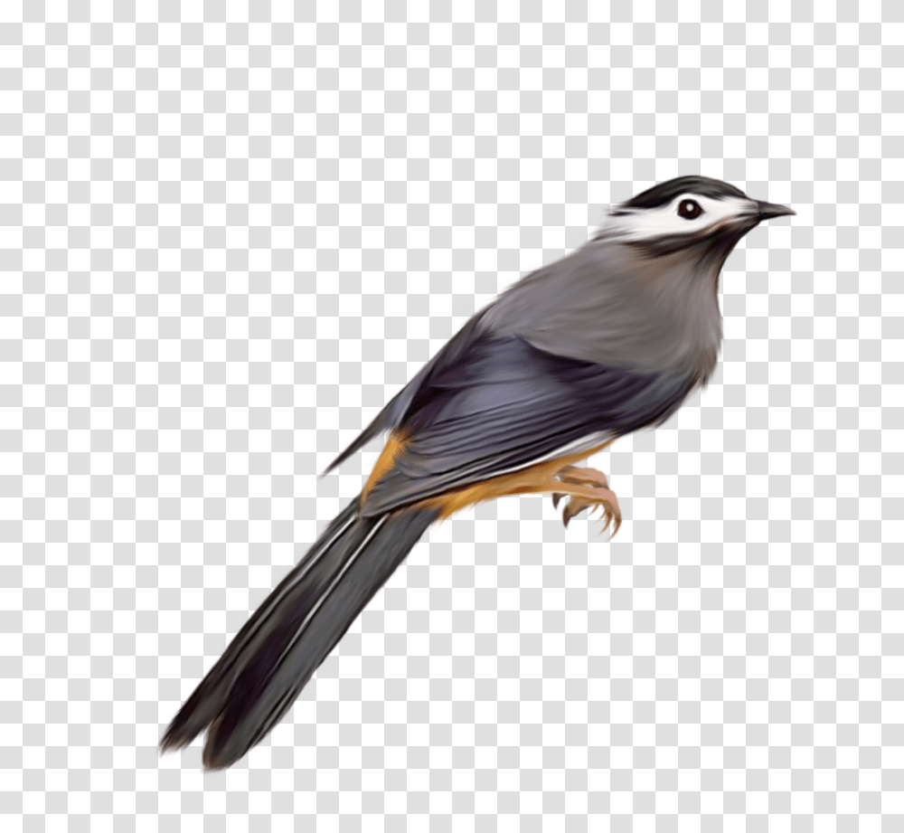 Birds, Animals, Jay, Blue Jay Transparent Png