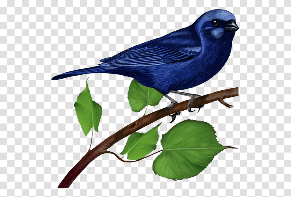 Birds, Animals, Jay, Bluebird, Blue Jay Transparent Png