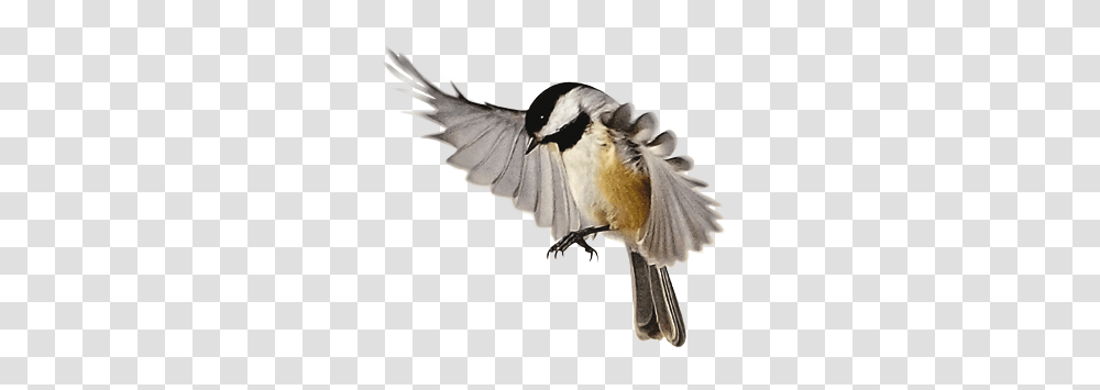 Birds, Animals, Jay, Finch, Swallow Transparent Png