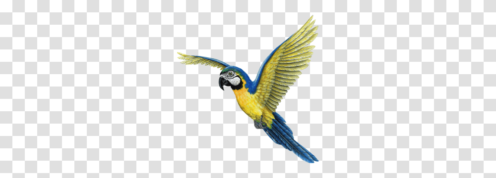 Birds, Animals, Macaw, Parrot, Flying Transparent Png