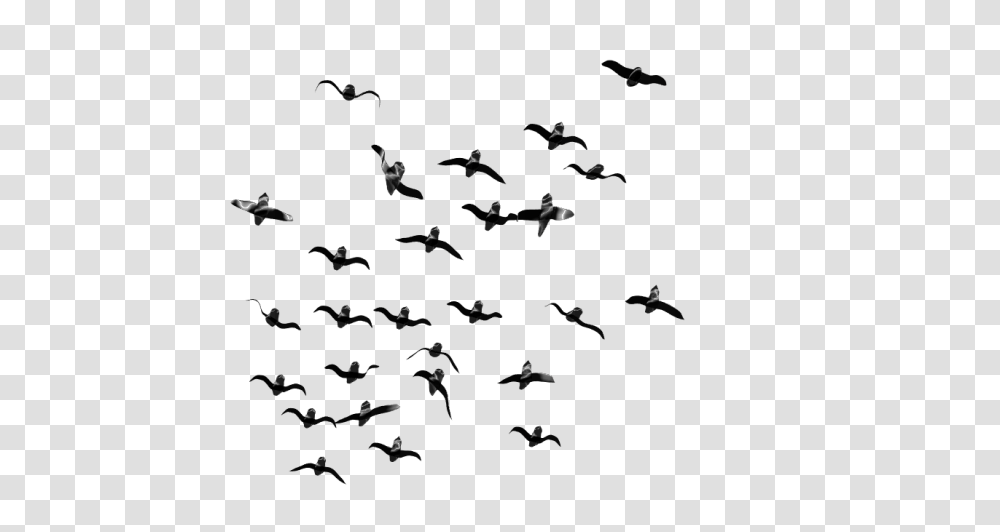 Birds, Animals, Nature, Outdoors, Night Transparent Png