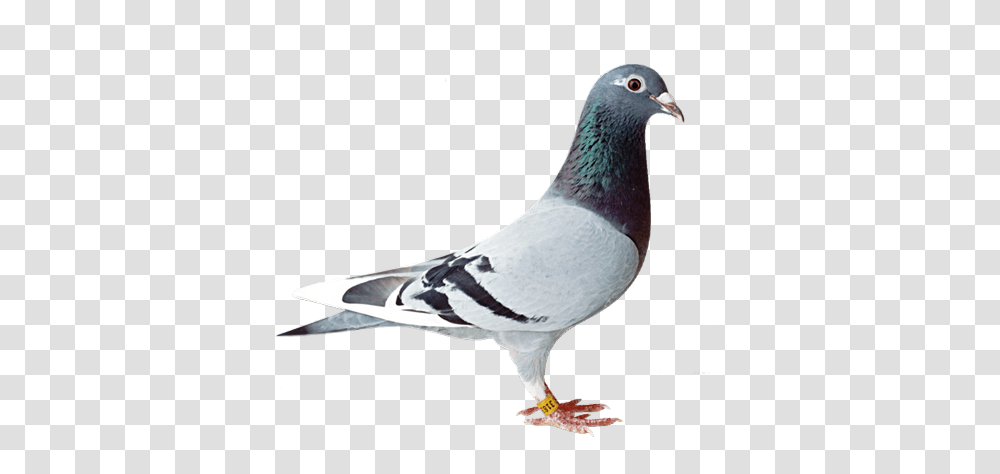 Birds, Animals, Pigeon, Dove, Beak Transparent Png