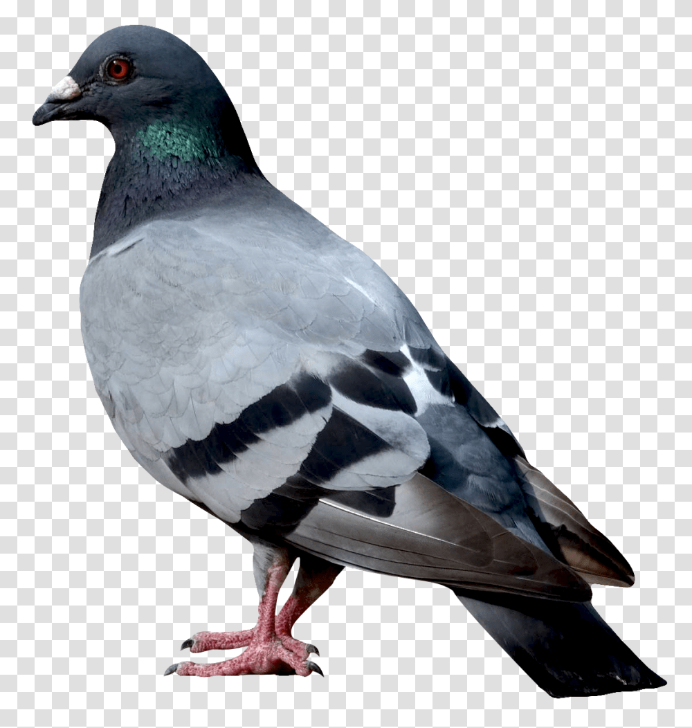 Birds, Animals, Pigeon, Dove Transparent Png