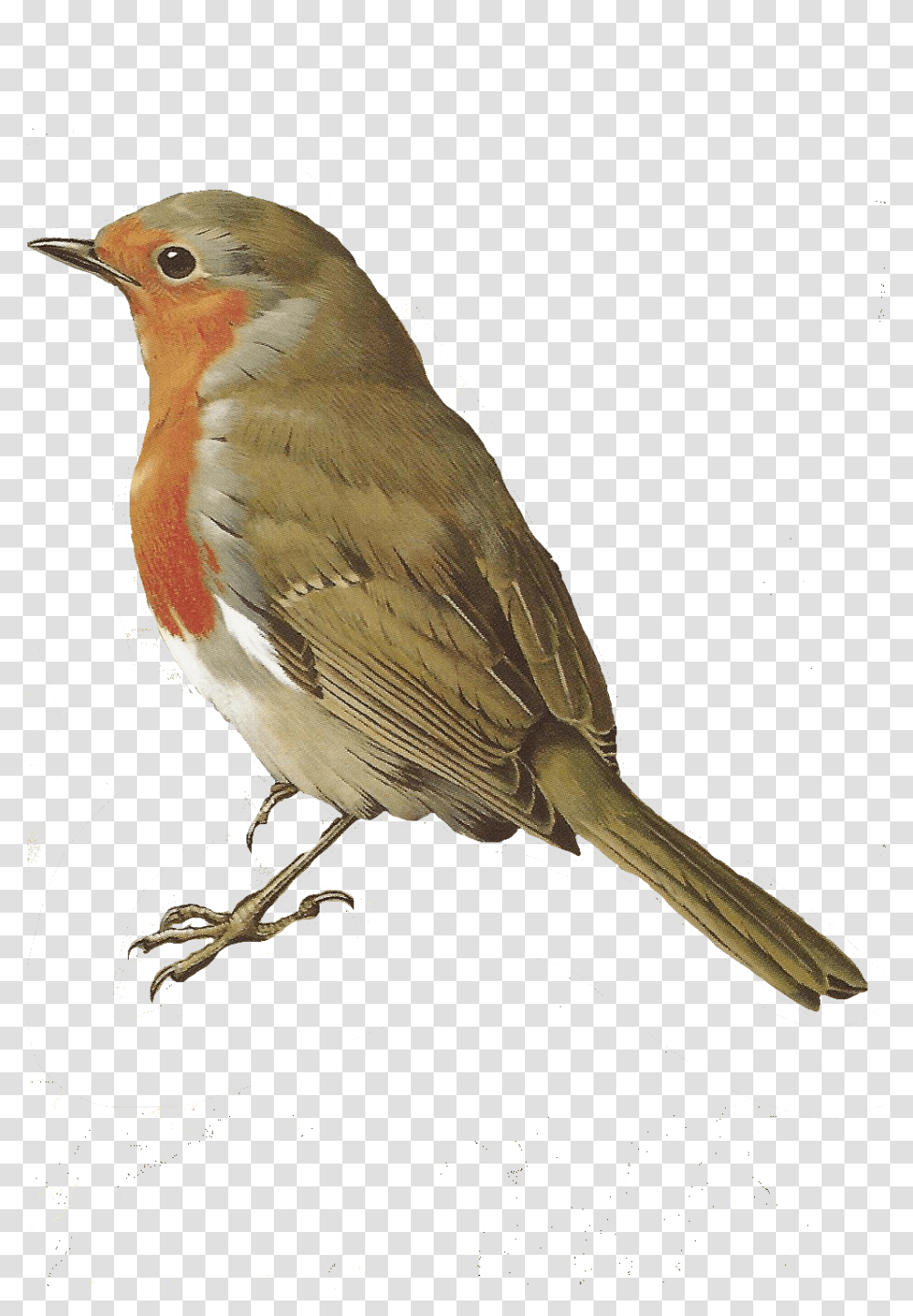 Birds, Animals, Robin, Jay, Finch Transparent Png