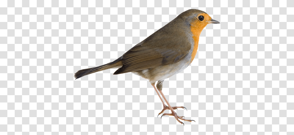 Birds, Animals, Robin, Jay Transparent Png