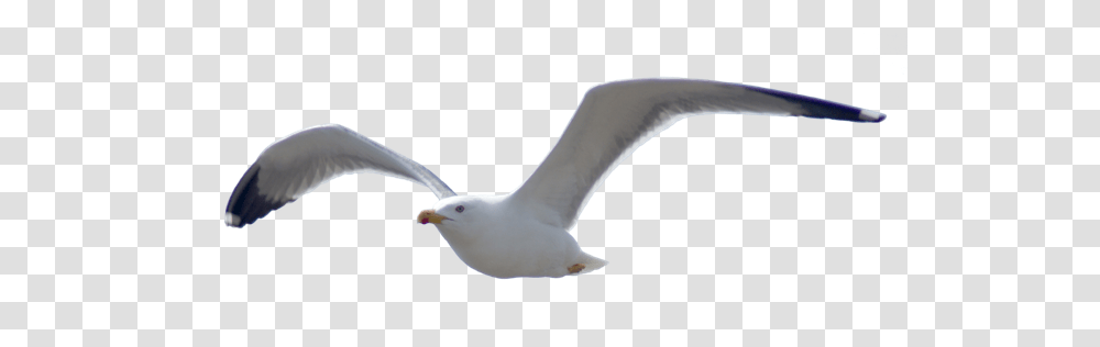 Birds, Animals, Seagull, Albatross, Flying Transparent Png