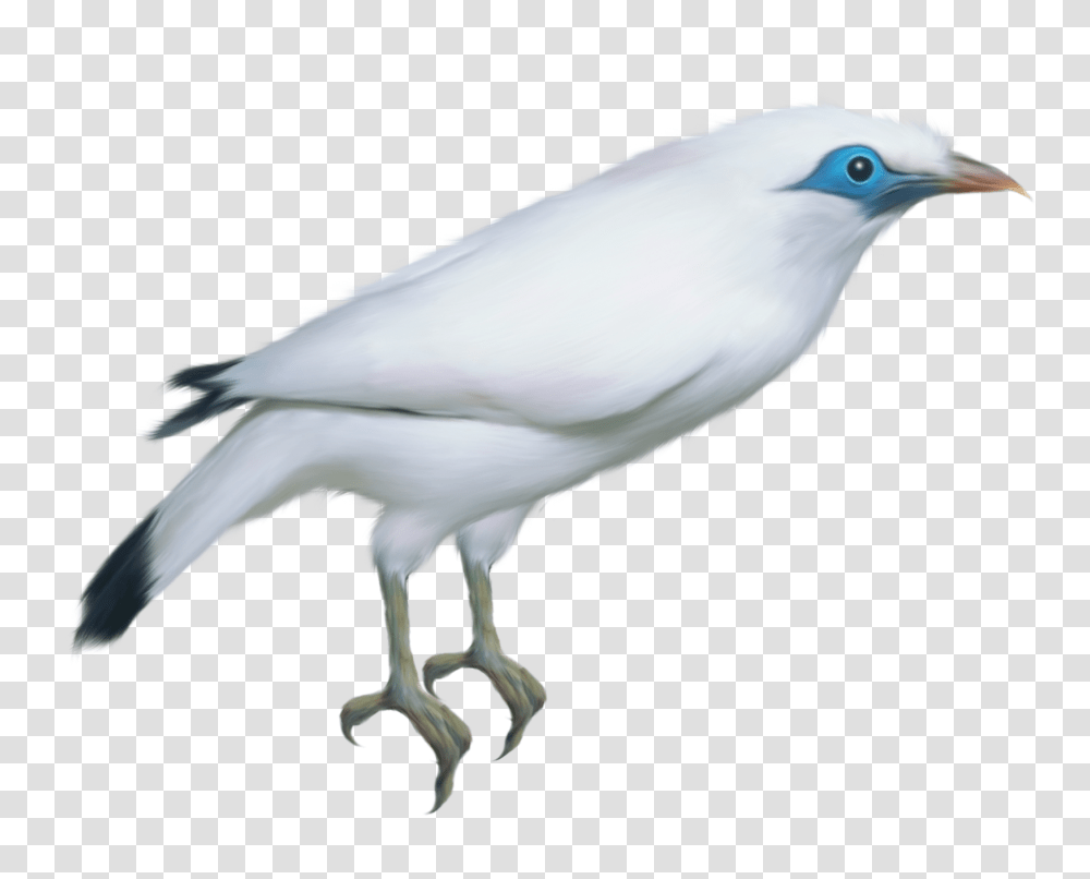 Birds, Animals, Seagull, Jay, Collage Transparent Png