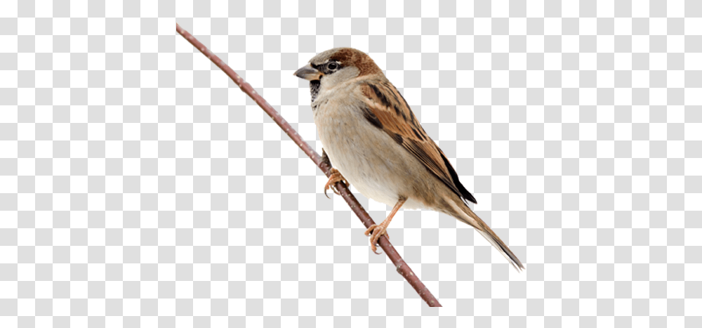 Birds, Animals, Sparrow, Anthus, Finch Transparent Png