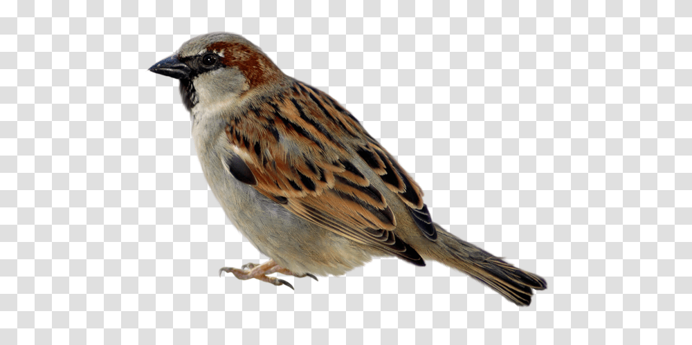 Birds, Animals, Sparrow, Anthus, Finch Transparent Png