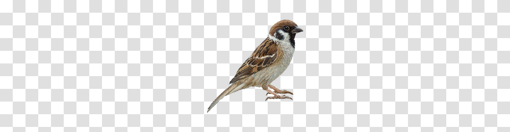 Birds, Animals, Sparrow, Finch, Anthus Transparent Png