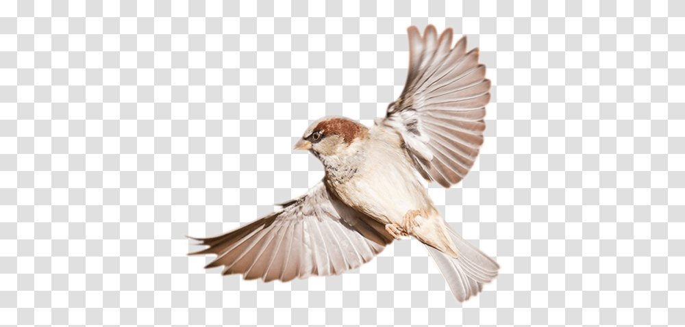 Birds, Animals, Sparrow, Finch, Flying Transparent Png