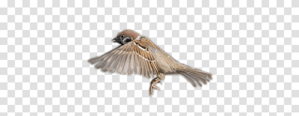 Birds, Animals, Sparrow, Finch Transparent Png