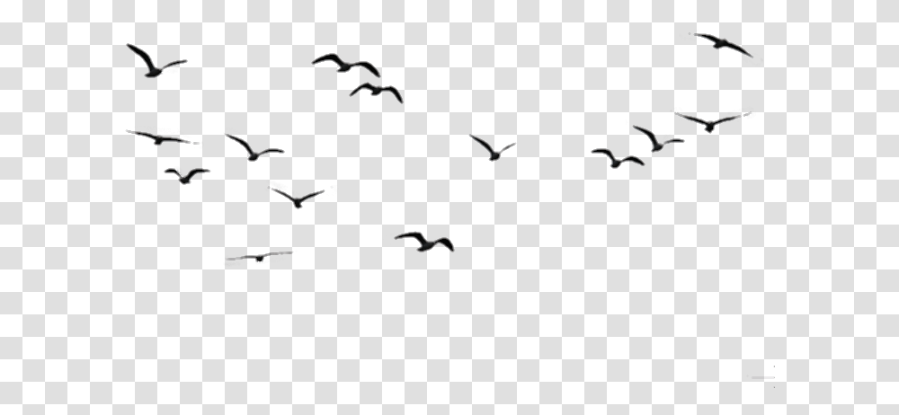 Birds Aves Black Negro Volando Flying Birds In The Sky, Animal, Nature, Outdoors, Mammal Transparent Png
