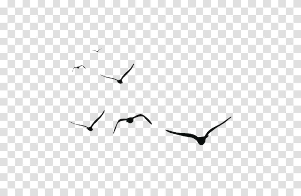 Birds Aves, Flying, Animal, Accessories, Accessory Transparent Png