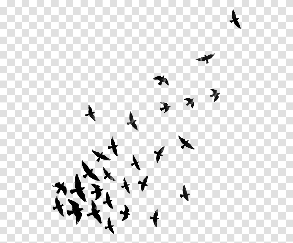 Birds Bird Blackandwhite Dispersion Dispersioneffect Effects For Picsart, Gray, World Of Warcraft Transparent Png