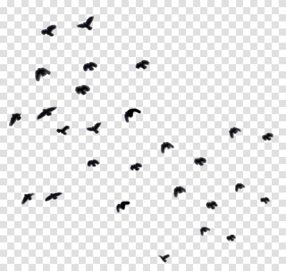 Birds Bird Fly Blackbird Blackbirds Ky Ftestickers Pigeons And Doves, Bubble, Droplet, Animal, Nature Transparent Png