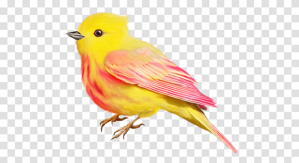 Birds Birds Cute Clipart, Animal, Canary, Finch Transparent Png
