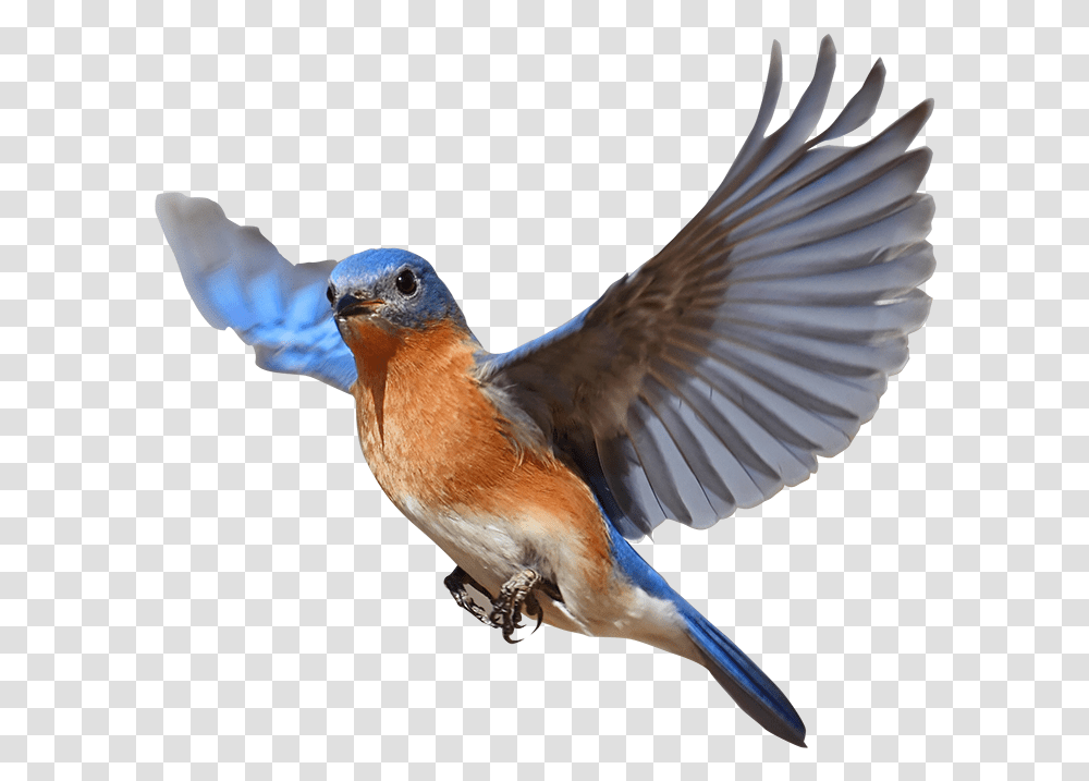 Birds, Bluebird, Animal, Jay, Blue Jay Transparent Png