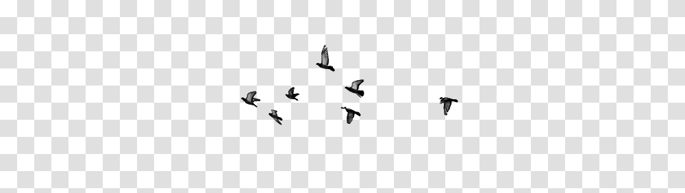 Birds Cute Fly Overlays Tumblr Cute, Animal, Flying, Person, Human Transparent Png