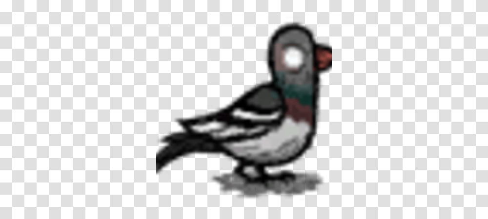 Birds Don't Starve Game Wiki Fandom Don T Starve Crow, Waterfowl, Animal, Duck, Beak Transparent Png