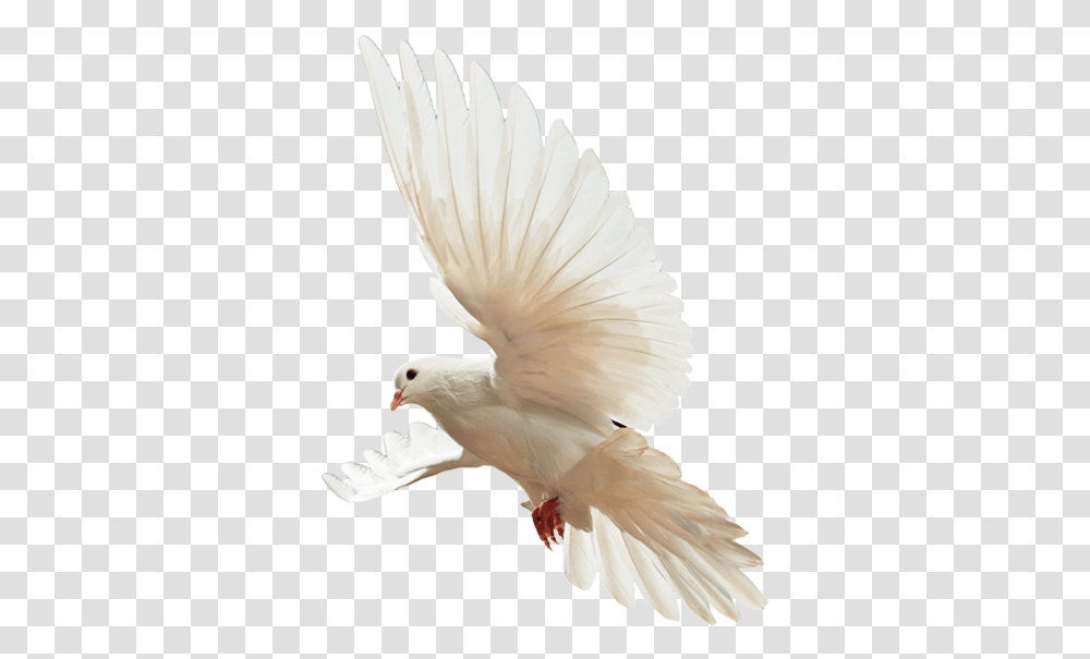 Birds Download Parrot, Animal, Dove, Pigeon Transparent Png