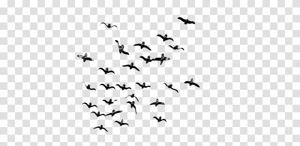 Birds, Flock, Animal, Flying Transparent Png