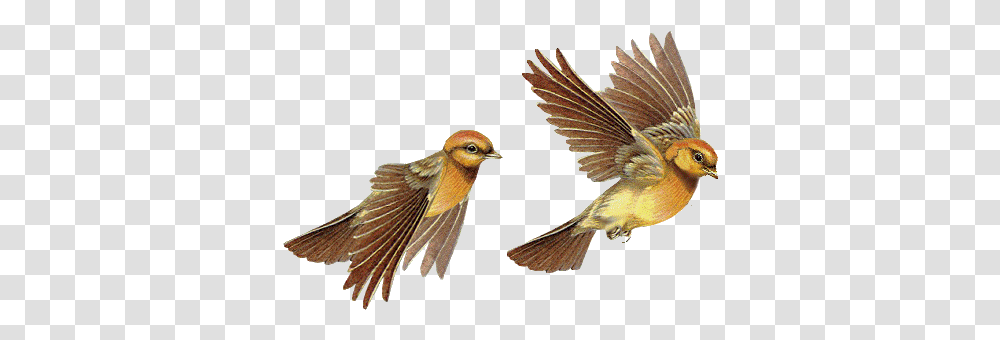 Birds Fly In The Sky Album On Imgur Birds Flying Clipart Gif, Animal, Finch, Jay, Bee Eater Transparent Png