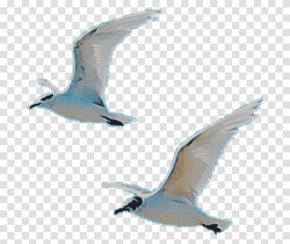 Birds Fly Wings Free White European Herring Gull, Flying, Animal, Seagull, Booby Transparent Png