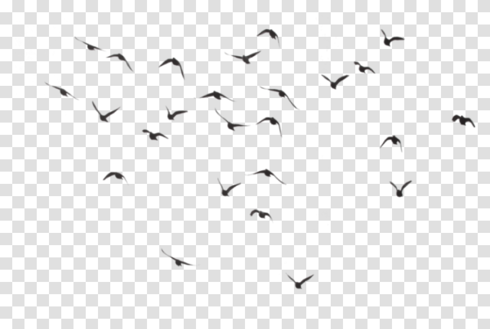 Birds Flying Away Tattoo Tumblr Birds Flying, Flock, Animal, Mammal Transparent Png