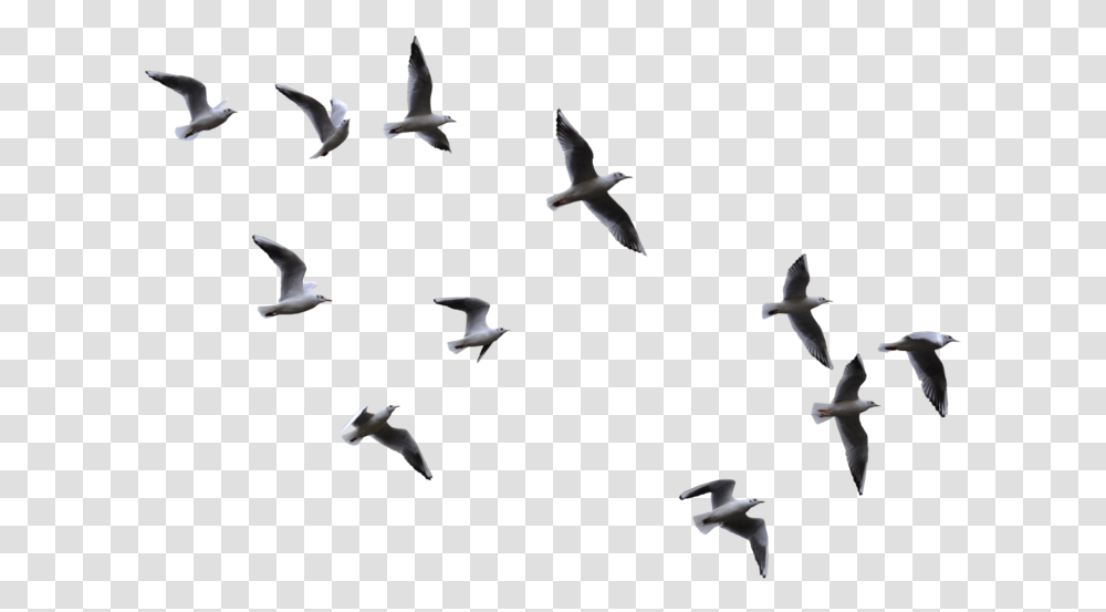 Birds Flying Background, Animal, Flock Transparent Png