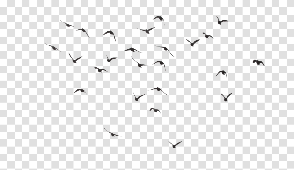 Birds Flying Background, Flock, Animal, Insect, Invertebrate Transparent Png