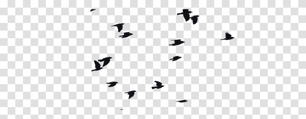 Birds Flying Bird Flight Clip Art Picture, Animal, Silhouette, Waterfowl, Astronomy Transparent Png