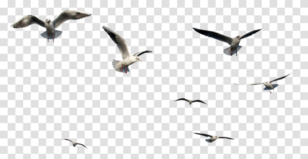 Birds Flying Bird Images Vectors And Psd Files Birds Flying Gif, Animal, Bat, Wildlife, Mammal Transparent Png