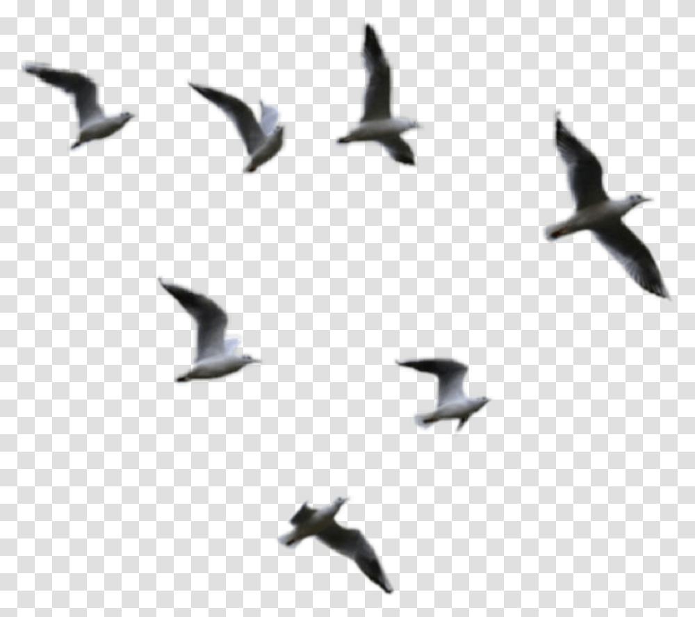 Birds Flying Clipart Birds Flying, Animal, Flock, Pigeon, Seagull Transparent Png