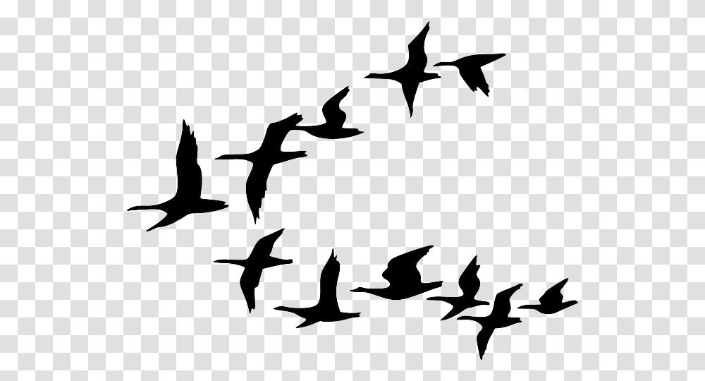 Birds Flying Clipart, Silhouette, Flock, Animal, Stencil Transparent Png