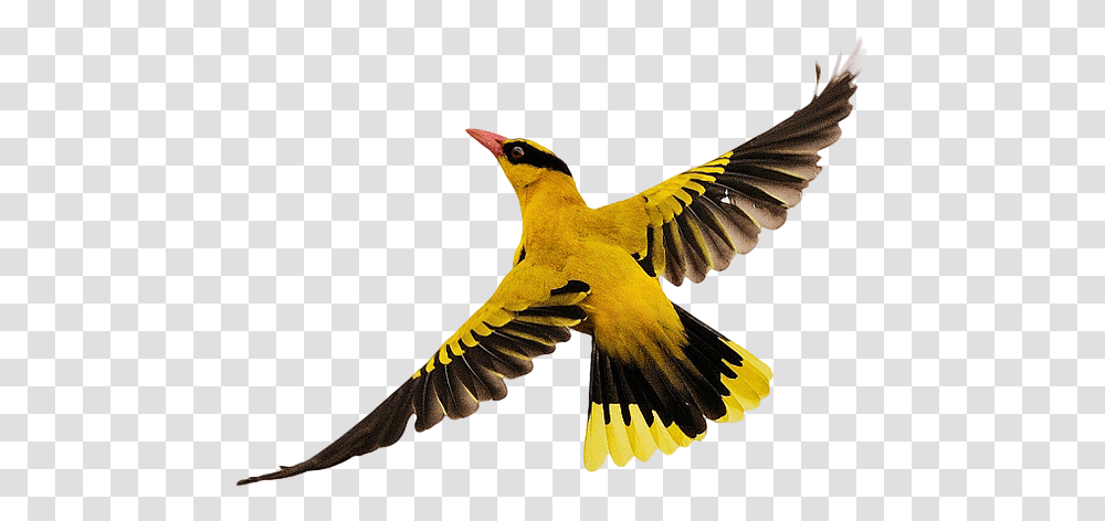 Birds Flying Download Bird In Flight, Animal, Finch, Bee Eater, Beak Transparent Png