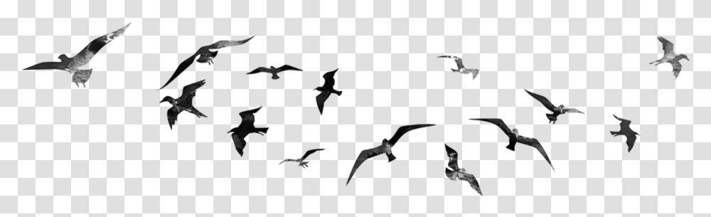 Birds Flying For Editing, Gray, World Of Warcraft Transparent Png