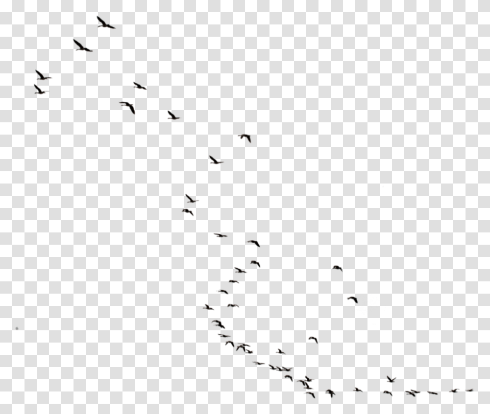 Birds Flying Freetoedit Flock, Animal, Outdoors, Nature, Astronomy Transparent Png