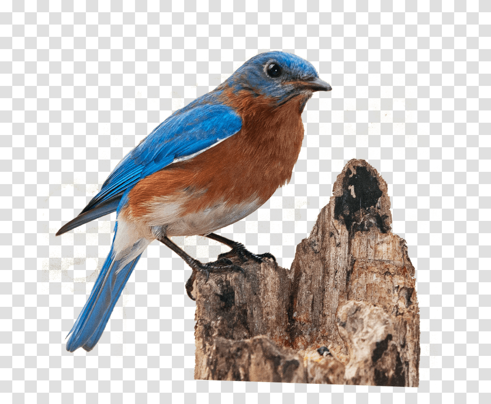 Birds Flying From Cage Clipart, Animal, Bluebird, Jay, Blue Jay Transparent Png
