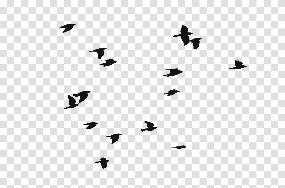 Birds Flying Image, Building, Animal, Architecture, Diamond Transparent Png