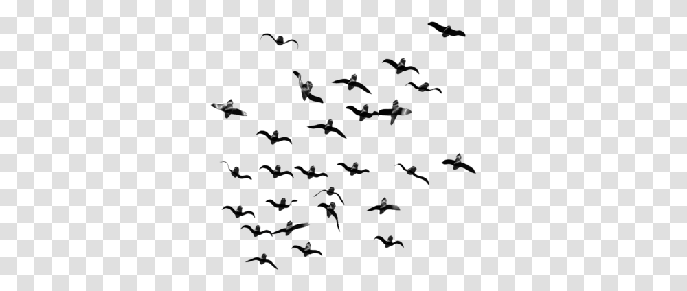 Birds Flying Image Flock Of Birds, Outdoors, Nature, Night, Outer Space Transparent Png